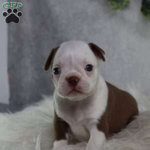 Bugg, Boston Terrier Puppy
